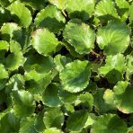 Bergénia srdcovitolistá (Bergenia cordifolia) ‘ROTBLUM’ – kont. P9